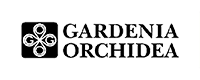 Gardenia Orchida